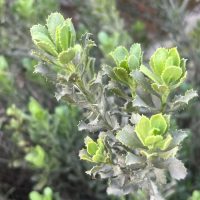 Haplopappus velutinus Detalle de Hoja - Mónica Musalem