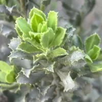 Haplopappus velutinus Detalle de Hoja - Mónica Musalem