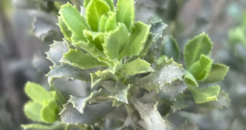 Haplopappus velutinus Detalle de Hoja - Mónica Musalem