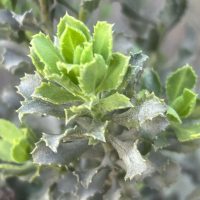 Haplopappus velutinus Detalle de Hoja - Mónica Musalem