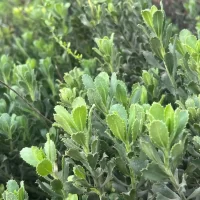 Haplopappus velutinus Follaje - Mónica Musalem