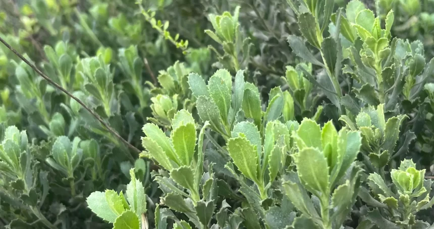 Haplopappus velutinus Follaje - Mónica Musalem