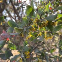 Azara integrifolia - Mónica Musalem