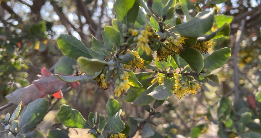 Azara integrifolia - Mónica Musalem