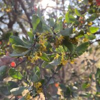 Azara integrifolia - Mónica Musalem