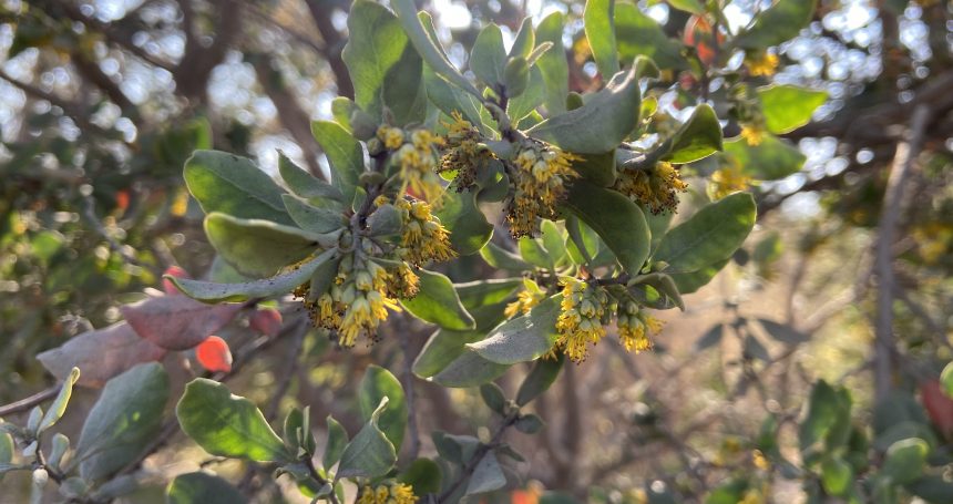 Azara integrifolia - Mónica Musalem