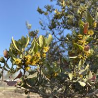 Azara integrifolia - Mónica Musalem