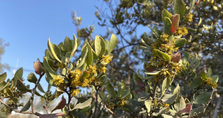 Azara integrifolia - Mónica Musalem