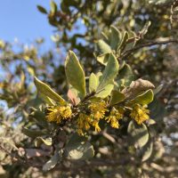 Azara integrifolia - Mónica Musalem