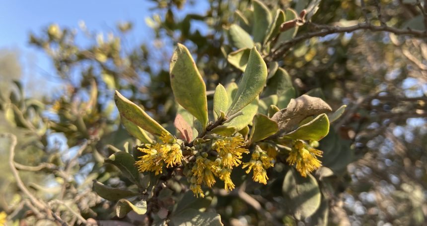 Azara integrifolia - Mónica Musalem