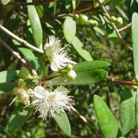 Myrceugenia lanceolata flores - Mónica Musalem