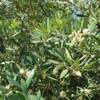 Myrceugenia lanceolata follaje y flores - Mónica Musalem
