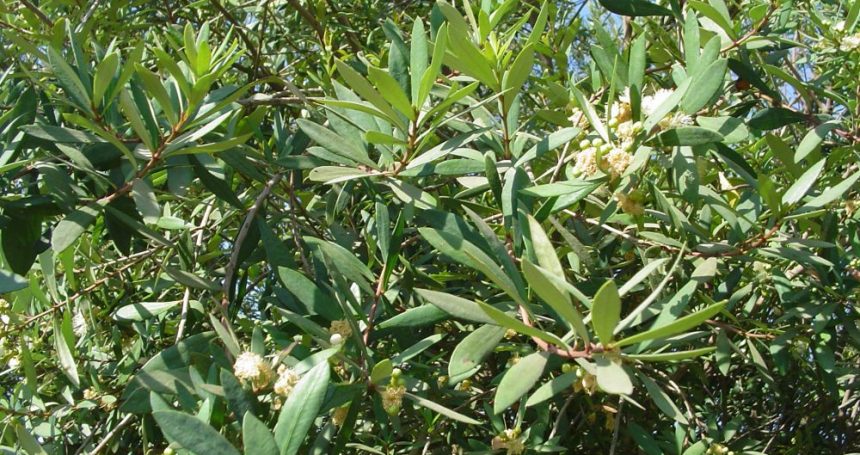 Myrceugenia lanceolata follaje y flores - Mónica Musalem