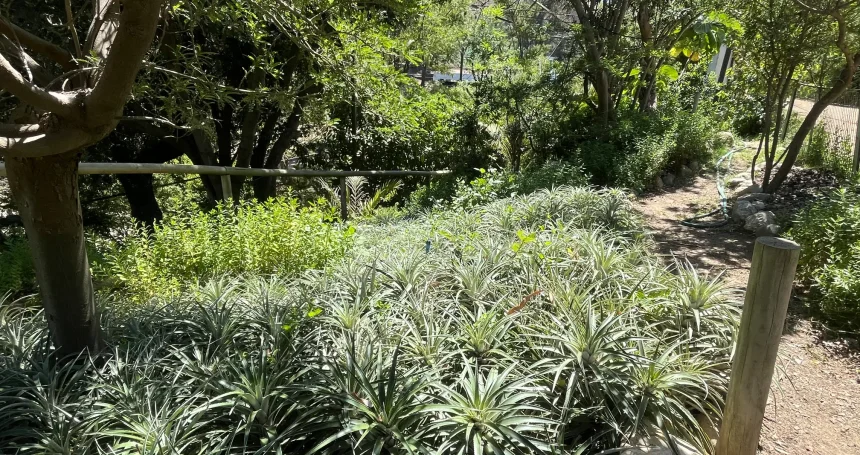 Ochagavia elegans - Mónica Musalem