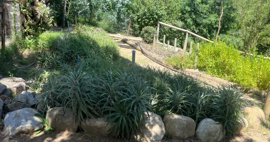 Ochagavia elegans - Mónica Musalem