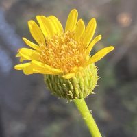 Haplopappus pulchellus detalle flor - Mónica Musalem