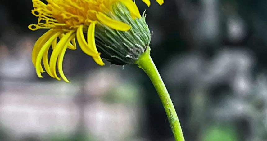 Haplopappus pulchellus detalle flor - Mónica Musalem