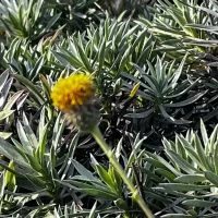 Haplopappus schumannii - Mónica Musalem_7508