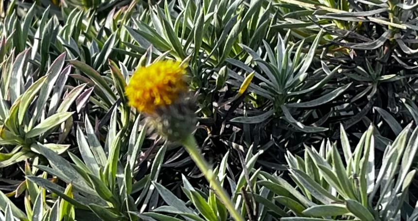Haplopappus schumannii - Mónica Musalem_7508