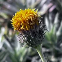 Haplopappus schumannii - Mónica Musalem_7509