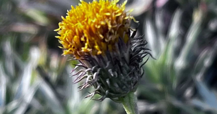 Haplopappus schumannii - Mónica Musalem_7509