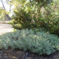 Haplopappus schumannii - Mónica Musalem