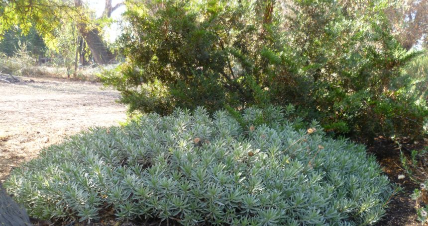 Haplopappus schumannii - Mónica Musalem