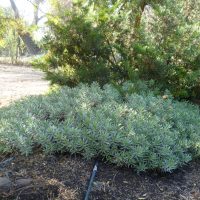 Haplopappus schumannii - Mónica Musalem