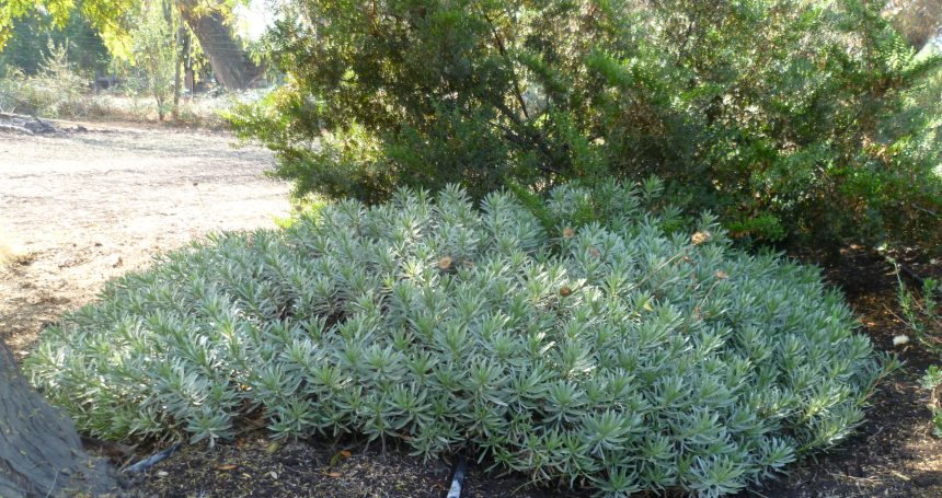Haplopappus schumannii - Mónica Musalem
